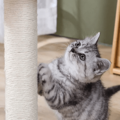 Griffoir Chat - ScratchingPost™ - Beige - Chat Boutik