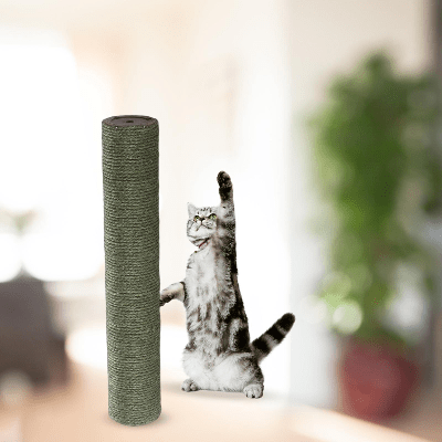 Griffoir Chat - ScratchingPost™ - Vert - Chat Boutik